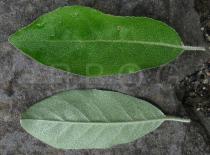 Elaeagnus umbellata - Upper and lower side of leaf - Click to enlarge!