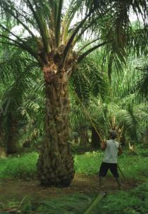 Elaeis guineensis - Harvesting of oil palm - Click to enlarge!