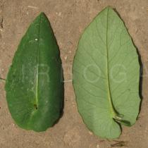 Emilia coccinea - Upper and lower surface of leaf - Click to enlarge!