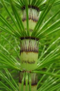 Equisetum telmateia - Stem section - Click to enlarge!