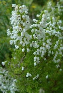 Erica lusitanica - Flowering plant - Click to enlarge!