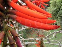 Erythrina speciosa - Flowers - Click to enlarge!