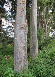 Eucalyptus camaldulensis - Trunks - Click to enlarge!