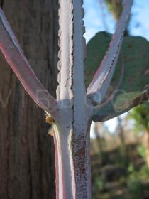 Eucalyptus globulus - Squared, winged stem - Click to enlarge!