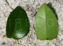Eugenia uniflora - Upper and lower surface of leaf - Click to enlarge!