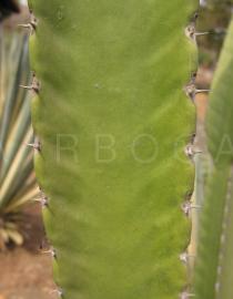 Euphorbia candelabrum - Prickles - Click to enlarge!