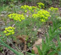 Euphorbia cyparissias - Habit - Click to enlarge!