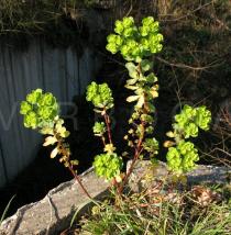 Euphorbia helioscopia - Habit - Click to enlarge!