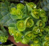 Euphorbia myrsinites - Inflorescence - Click to enlarge!