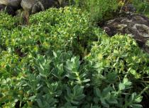 Euphorbia myrsinites - Habit - Click to enlarge!
