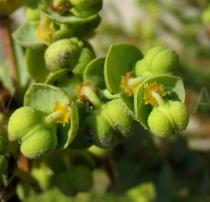 Euphorbia paralias - Unripe fruits - Click to enlarge!