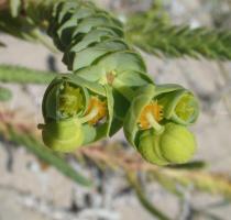 Euphorbia paralias - Infructescence - Click to enlarge!