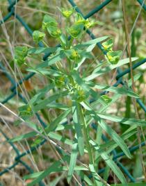 Euphorbia segetalis - Inflorescence - Click to enlarge!