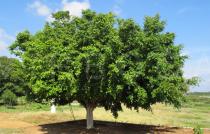 Ficus benjamina - Habit - Click to enlarge!