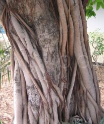Ficus ovata - Trunk - Click to enlarge!