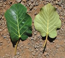 Ficus vasta - Upper and lower surface of leaf - Click to enlarge!