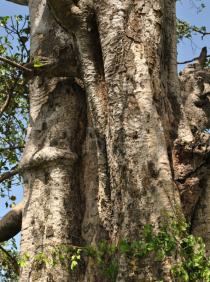 Ficus vasta - Trunk - Click to enlarge!