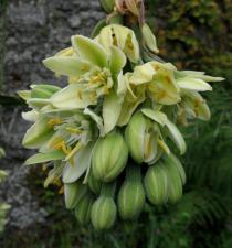 Furcraea bedinghausii - Flowers - Click to enlarge!