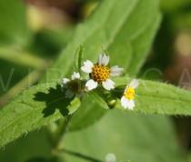 Galinsoga quadriradiata - Flower heads - Click to enlarge!