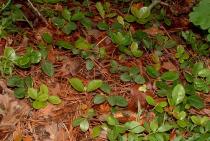 Gaultheria procumbens - Habit - Click to enlarge!