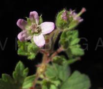 Geranium rotundifolium - Flower - Click to enlarge!