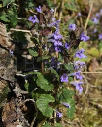 Glechoma hederacea - Flowers, side view - Click to enlarge!