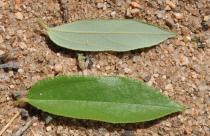 Grewia damine - Upper and lower surface of leaves - Click to enlarge!