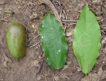 Griffonia simplicifolia - Fruits, upper and lower surface of leaf - Click to enlarge!