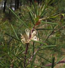 Hakea sericea - Flowers and foliage - Click to enlarge!