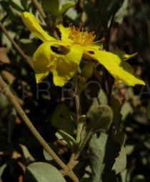 Halimium halimifolium - Flower side view - Click to enlarge!