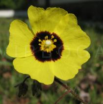 Halimium ocymoides - Flower - Click to enlarge!