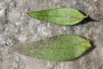 Halimium ocymoides - Upper and lower surface of leaf - Click to enlarge!