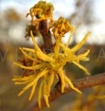 Hamamelis virginiana - Flower close-up - Click to enlarge!