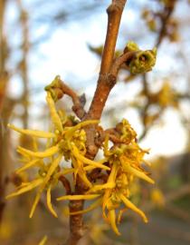 Hamamelis virginiana - Flowers - Click to enlarge!