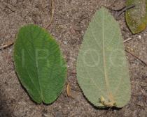 Helicteres baruensis - Upper and lower surface of leaves - Click to enlarge!