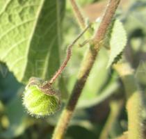 Herissantia tiubae - Developing fruit - Click to enlarge!
