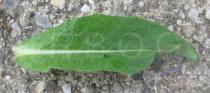 Hieracium aurantiacum - Upper surface of leaf - Click to enlarge!