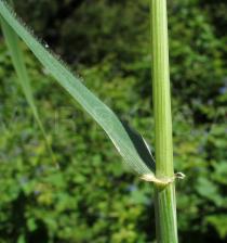 Hordeum murinum - Leaf insertion - Click to enlarge!