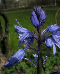 Hyacinthoides paivae - Flower side view - Click to enlarge!
