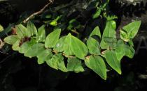 Hypericum foliosum - Foliage - Click to enlarge!