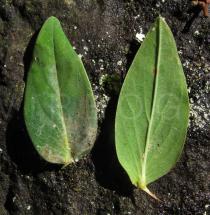 Hypericum foliosum - Upper and lower surface of leaf - Click to enlarge!