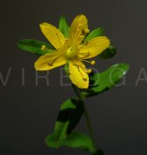 Hypericum humifusum - Flower - Click to enlarge!