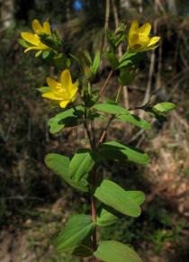 Hypericum humifusum - Branch with flowers - Click to enlarge!
