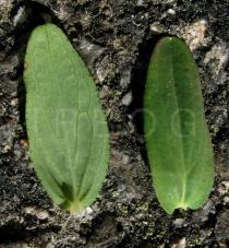 Hypericum humifusum - Upper and lower surface of leaf - Click to enlarge!