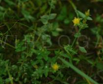 Hypericum japonicum - Habit - Click to enlarge!