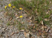 Hypericum linarifolium - Habit - Click to enlarge!