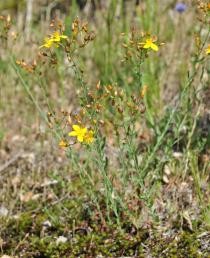 Hypericum linarifolium - Habit - Click to enlarge!