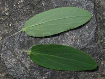 Hypericum perforatum - Upper and lower side of leaf - Click to enlarge!