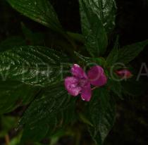 Impatiens aquatilis - Flower - Click to enlarge!