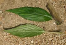 Impatiens kamerunensis - Upper and lower surface of leaf - Click to enlarge!